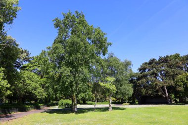 Gündüz vakti parktaki ağaçlar