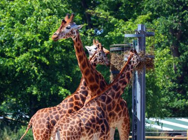 Zürafalar (Giraffa camelopardalis) Afrika çift parmaklı tek parmaklı memeliler, karada yaşayan hayvan türlerinin en uzun olanıdır.