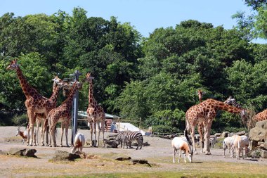 Zürafalar (Giraffa camelopardalis) Afrika çift parmaklı tek parmaklı memeliler, karada yaşayan hayvan türlerinin en uzun olanıdır.
