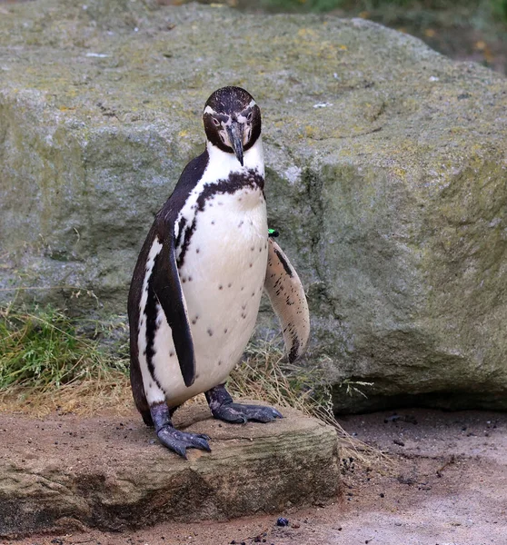 Hayvanat bahçesindeki penguen