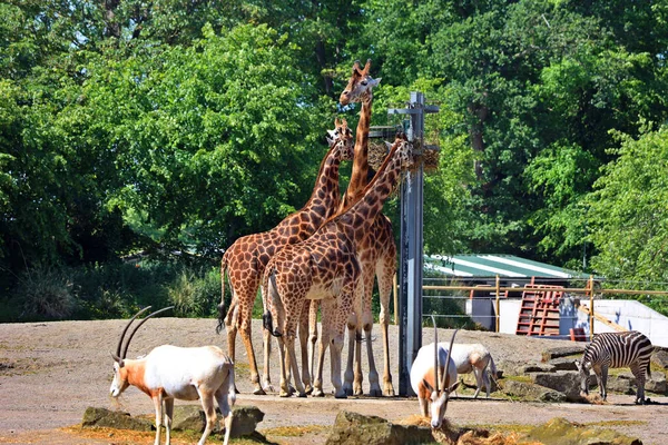 Жирафы Giraffa Camelopardalis Африканские Копытные Млекопитающие Самые Высокие Ныне Живущих — стоковое фото