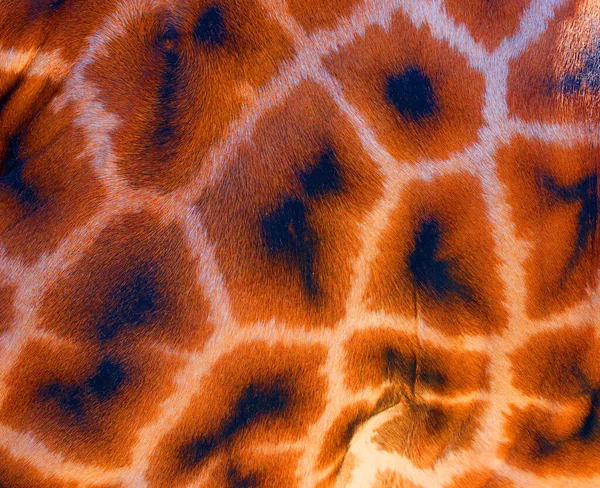 Tekstura Skóry Żyrafy Tło — Zdjęcie stockowe