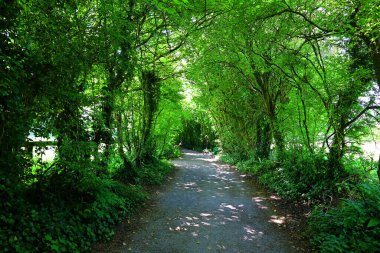 Yeşil yapraklı patika, ağaçlar ve çalılar, bahar, güneşli hava     