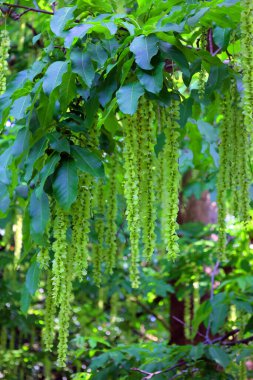 Güneşli bir günde güzel yeşil yapraklar ve ağaç dalları