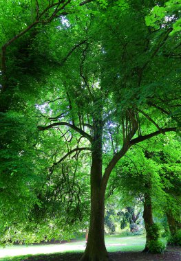 Yeşil yapraklı patika, ağaçlar ve çalılar, bahar, güneşli hava     