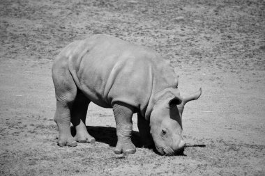 Beyaz gergedan ya da kare dudaklı gergedan en büyük gergedan türüdür.. 