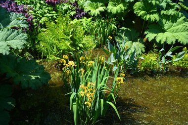 Gunnera manicata, Gunneraceae familyasından bir manikür türüdür.