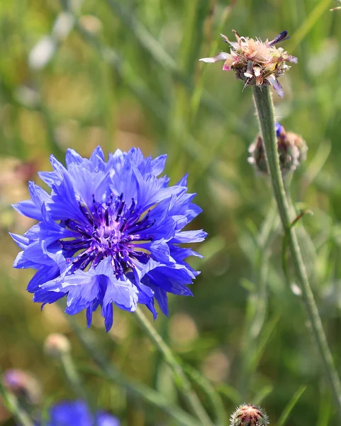 Centaurea Cyanus Commonly Known Cornflower Bachelor Button Annual Flowering Plant — Stock Photo, Image
