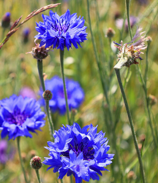 Centaurea cyanus, commonly known as cornflower or bachelor's button is an annual flowering plant in the family Asteraceae native to Europe 