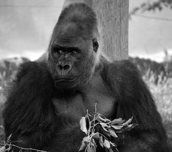 Nahaufnahme Eines Gorillas Zoo — Stockfoto
