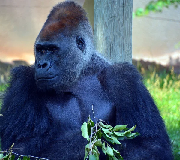 Gros Plan Gorille Dans Zoo — Photo