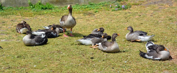 Greylag Geese Graylag Geese Anser Anser Species Large Geese Waterfowl — Stock Photo, Image
