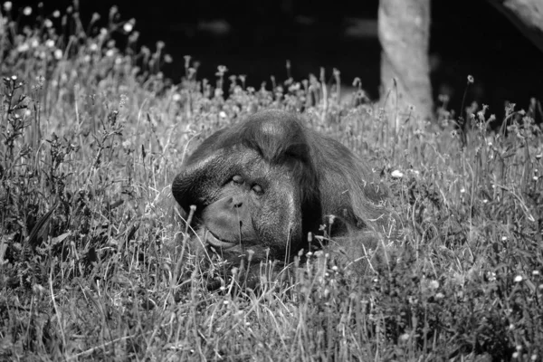 Orangutang Zoo Närbild — Stockfoto