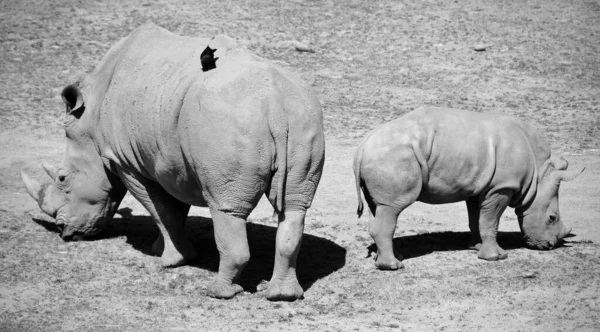 Rhinocéros Blancs Rhinocéros Lèvres Carrées Les Grandes Espèces Existantes Rhinocéros — Photo