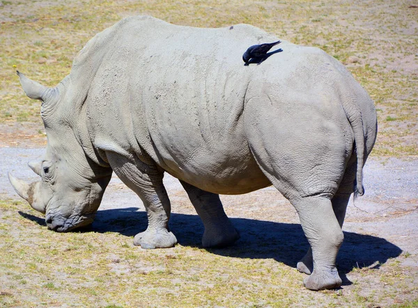 Белый Носорог Квадратные Губы Носорога Является Крупнейшим Сохранившимся Видом Носорогов — стоковое фото