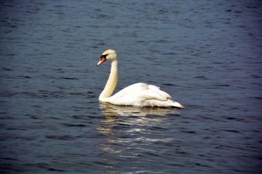 Göldeki güzel kuğu, yakın çekim.