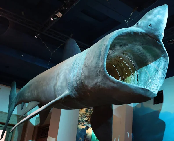 CARDIFF BİRLİK KINGDOM 06 17 23: Parlayan köpekbalığı, balina köpekbalığının 3 plankton yiyen köpekbalığı türünden biri olan balina ve megamouth 'tan sonra yaşayan en büyük ikinci köpekbalığı.