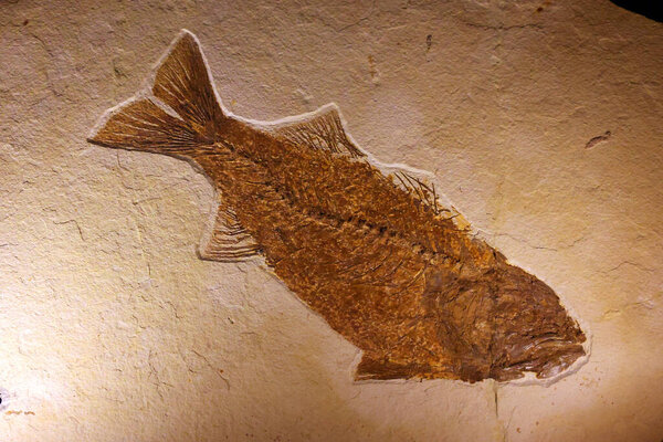 CARDIFF WALES UNITED KINGDOM 06 17 23: Fossil fish can be found on every continent, including Antarctica. There are a number of significant fossil sites around the world
