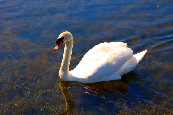 Beautiful Swan Lake Close — Stock Photo, Image