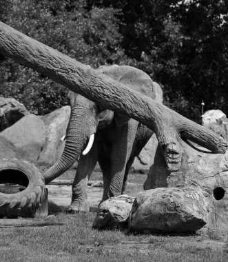 Afrika filleri Loxodonta cinsinin filleridir.. 