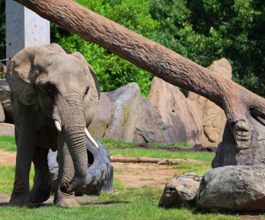 Afrika filleri Loxodonta cinsinin filleridir.. 