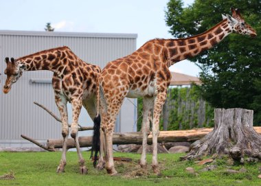 Zürafalar (Giraffa camelopardalis) Afrika çift parmaklı tek parmaklı memeliler, karada yaşayan hayvan türlerinin en uzun olanıdır.