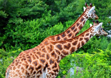 Zürafalar (Giraffa camelopardalis) Afrika çift parmaklı tek parmaklı memeliler, karada yaşayan hayvan türlerinin en uzun olanıdır.