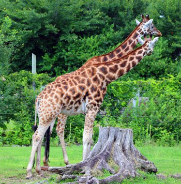 Zürafalar (Giraffa camelopardalis) Afrika çift parmaklı tek parmaklı memeliler, karada yaşayan hayvan türlerinin en uzun olanıdır.