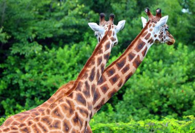 Zürafalar (Giraffa camelopardalis) Afrika çift parmaklı tek parmaklı memeliler, karada yaşayan hayvan türlerinin en uzun olanıdır.