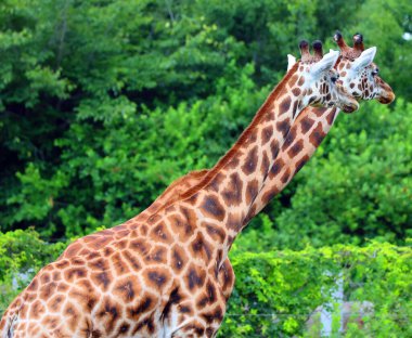 Zürafalar (Giraffa camelopardalis) Afrika çift parmaklı tek parmaklı memeliler, karada yaşayan hayvan türlerinin en uzun olanıdır.