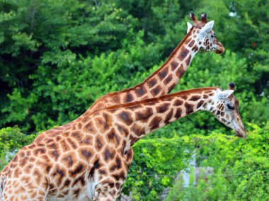Zürafalar (Giraffa camelopardalis) Afrika çift parmaklı tek parmaklı memeliler, karada yaşayan hayvan türlerinin en uzun olanıdır.