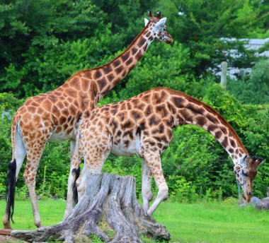 Zürafalar (Giraffa camelopardalis) Afrika çift parmaklı tek parmaklı memeliler, karada yaşayan hayvan türlerinin en uzun olanıdır.