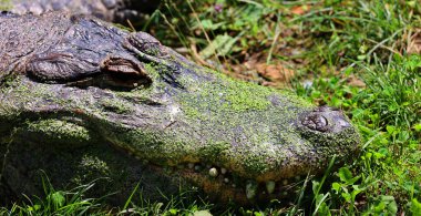 Timsah, Alligatoridae familyasından bir timsah cinsidir.. 