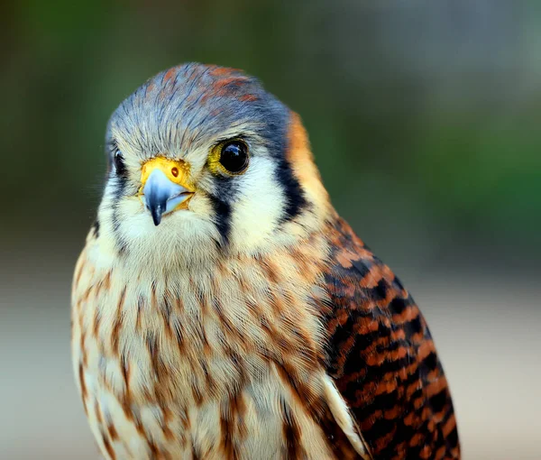 Portrait Beautiful Falcon Bird Close View — Stock Photo, Image