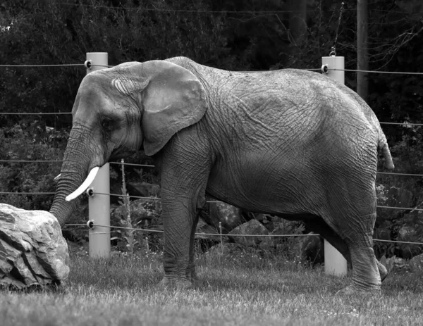 Los Elefantes Africanos Son Elefantes Del Género Loxodonta — Foto de Stock