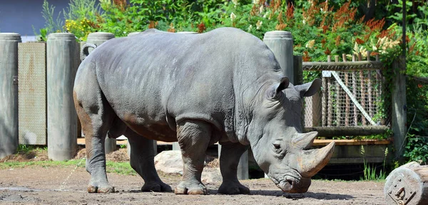 Λευκός Ρινόκερος Τετραγωνισμένος Ρινόκερος Είναι Μεγαλύτερο Σωζόμενο Είδος Ρινόκερου — Φωτογραφία Αρχείου
