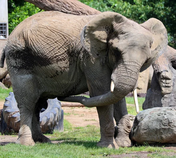 stock image African elephants are elephants of the genus Loxodonta. 