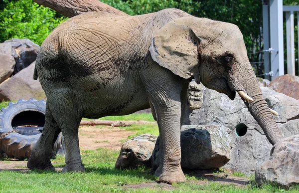 Los Elefantes Africanos Son Elefantes Del Género Loxodonta — Foto de Stock