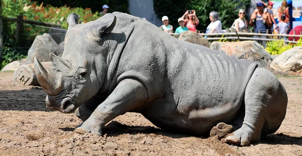Rinoceronte Blanco Rinoceronte Labio Cuadrado Especie Rinoceronte Más Grande Existente —  Fotos de Stock