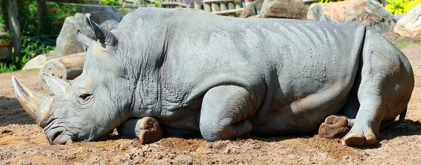 White Rhinoceros Square Lipped Rhinoceros Largest Extant Species Rhinoceros — Stock Photo, Image