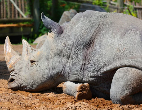 stock image The white rhinoceros or square-lipped rhinoceros is the largest extant species of rhinoceros. 