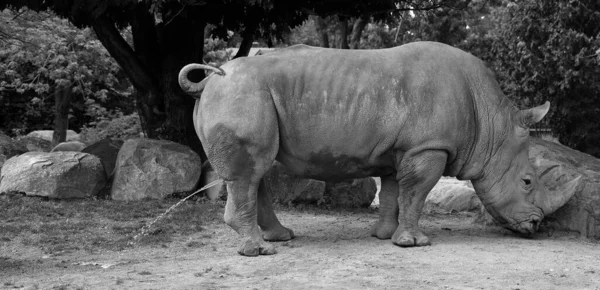 白犀牛或方嘴犀牛是现存最大的犀牛种类 — 图库照片