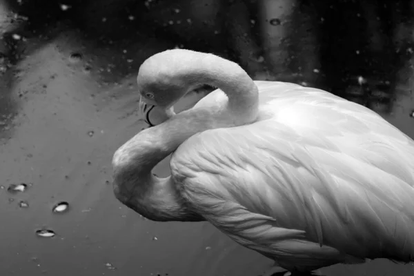 Gambar Hitam Dan Putih Flamingo Indah Dalam Air — Stok Foto