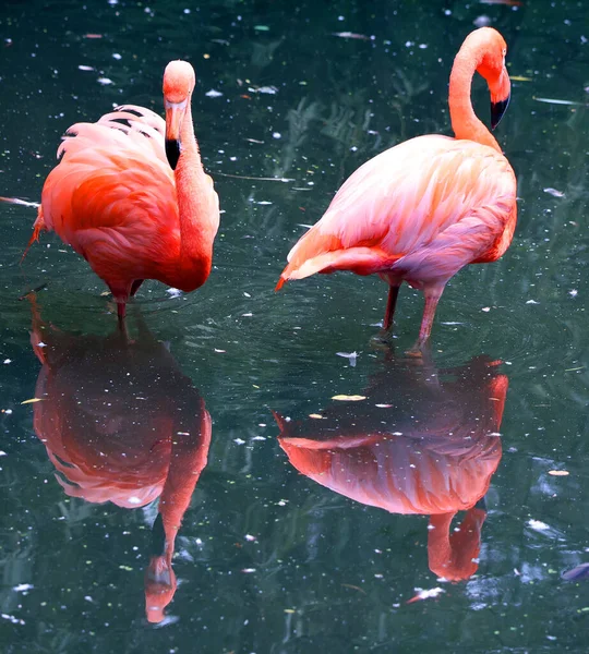 Flamingos Flamingoes Type Wading Birds Only Genus Family Phoenicopteridae — Stock Photo, Image