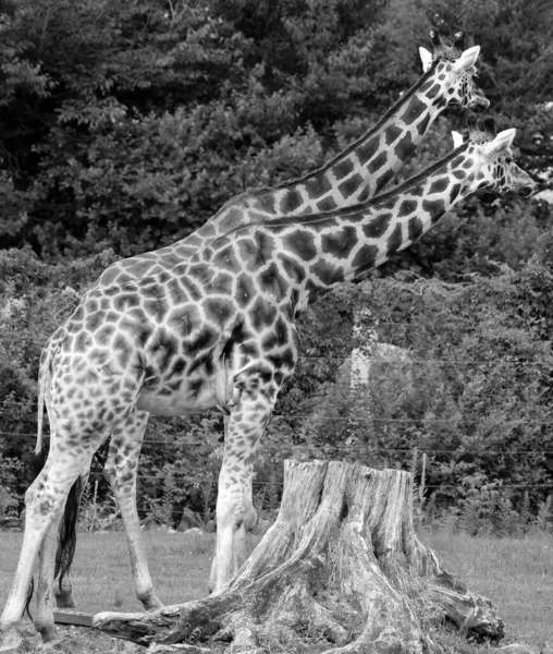 Girafas Giraffa Camelopardalis Mamíferos Ungulados Dedos Pares Africanos Mais Alta — Fotografia de Stock