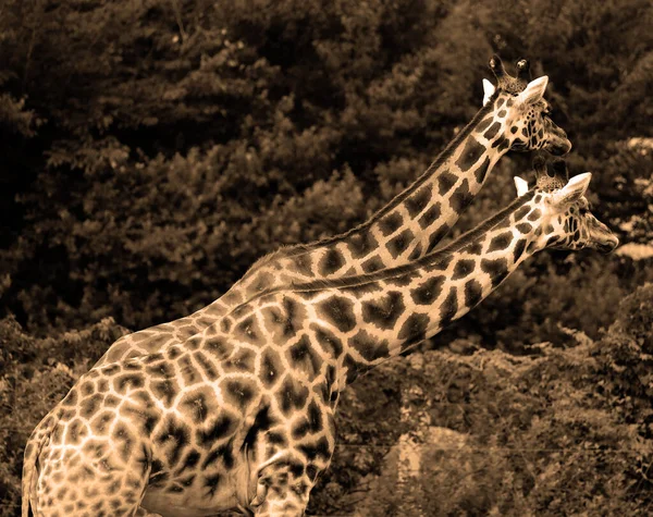 Жирафы Giraffa Camelopardalis Африканские Копытные Млекопитающие Самые Высокие Ныне Живущих — стоковое фото