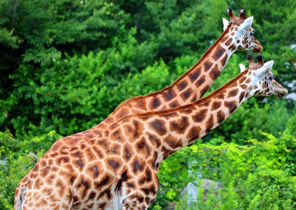 Žirafy Žirafa Camelopardalis Afričtí Sudokopytníci Nejvyšší Všech Existujících Druhů Suchozemských — Stock fotografie