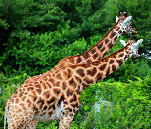 Żyrafy Giraffa Camelopardalis Afrykańskie Ssaki Kopytne Parzystokopytne Najwyższe Wszystkich Istniejących — Zdjęcie stockowe
