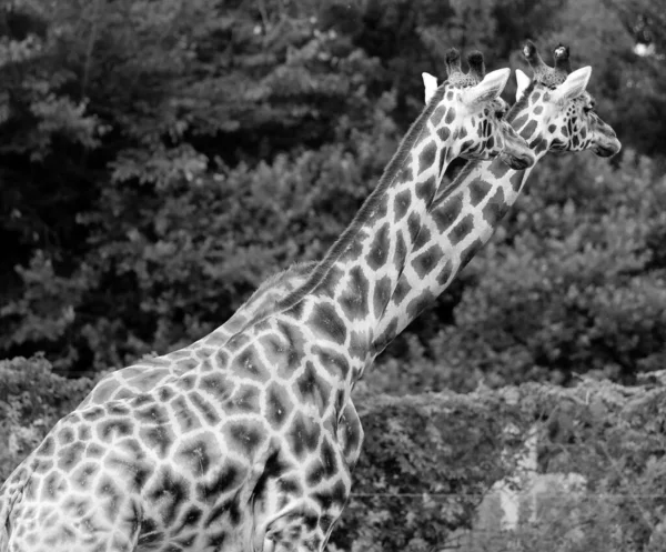 Jirafas Giraffa Camelopardalis Mamíferos Ungulados Dedos Uniformes Africanos Más Alta — Foto de Stock