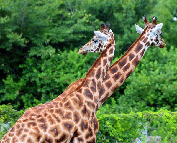 Жирафи Giraffa Camelopardalis Африканські Навіть Безневинні Ссавці Найвищі Усіх Видів — стокове фото
